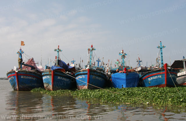 Bình Định: Sản lượng khai thác hải sản tăng trên 6.800 tấn